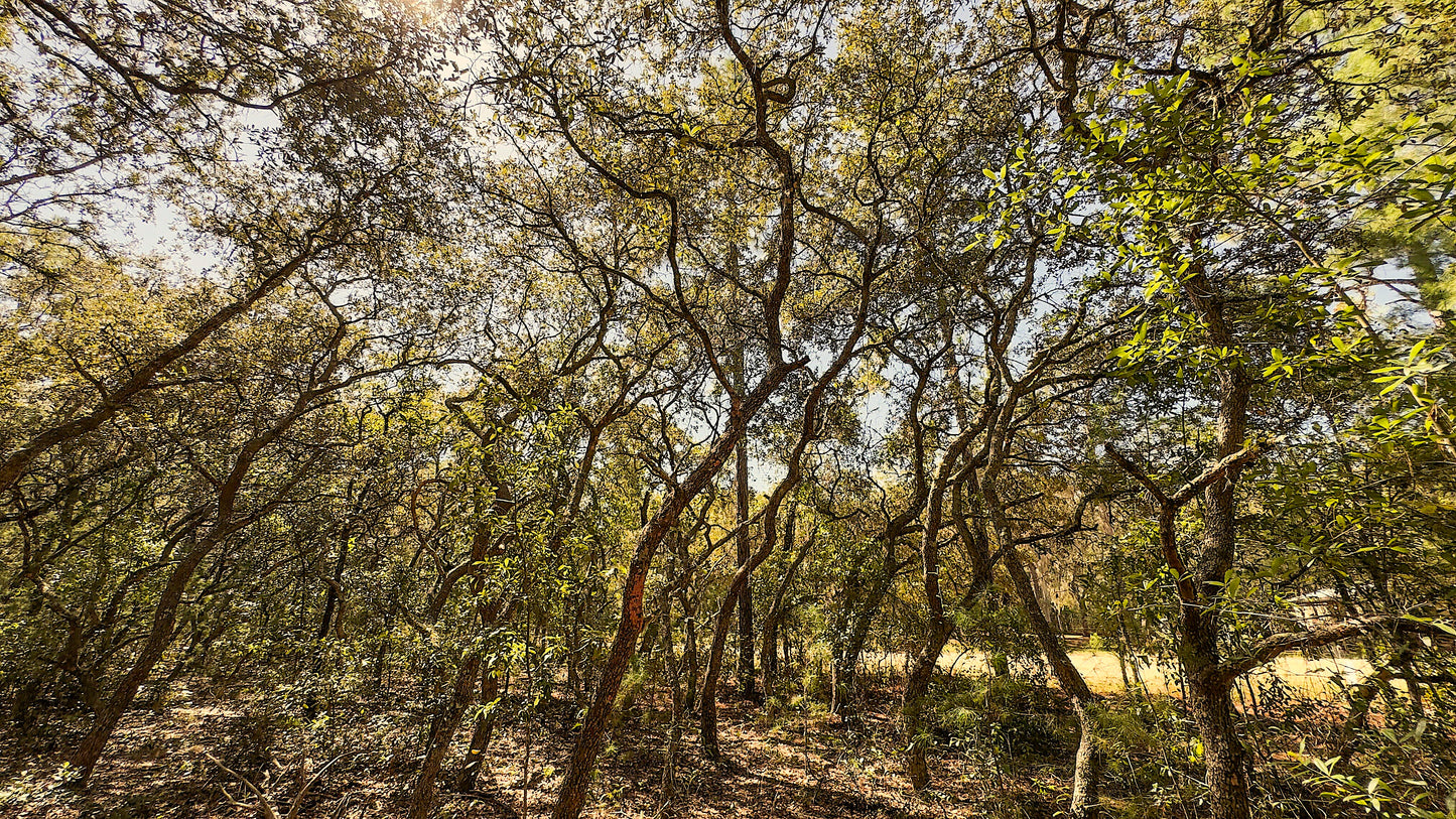 0.22 Acres Land Near Paved Road For Sale In Interlachen