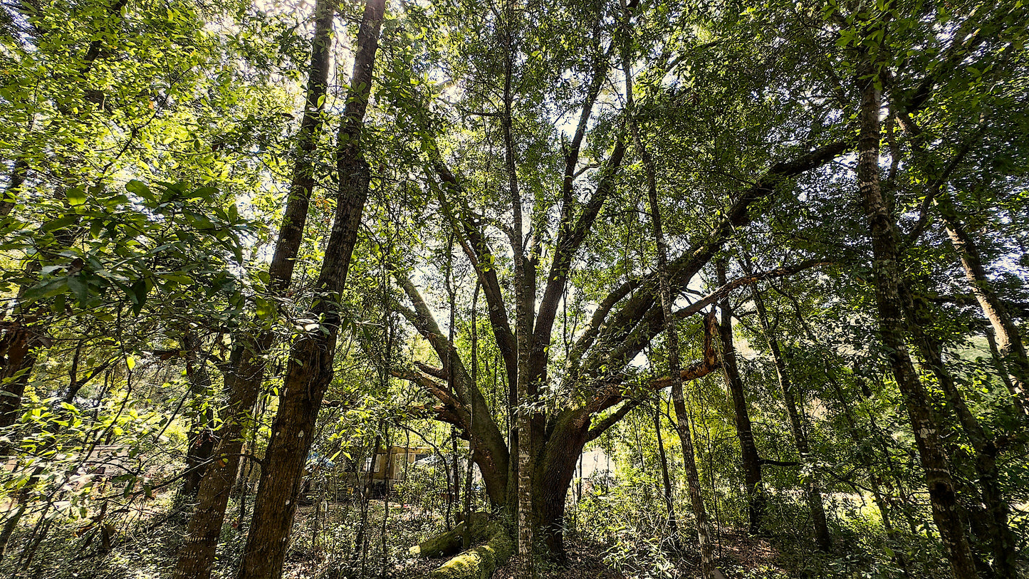 0.22 Acres Land (Near Paved Road) For Sale In Interlachen