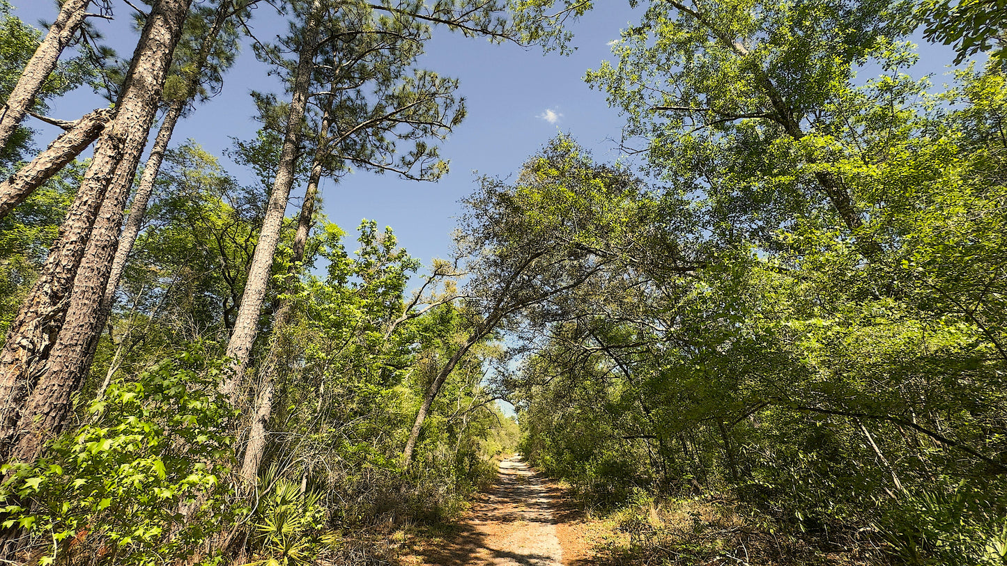0.46 Acres Land For Sale In Live Oak