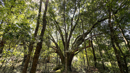 0.22 Acres Land (Near Paved Road) For Sale In Interlachen